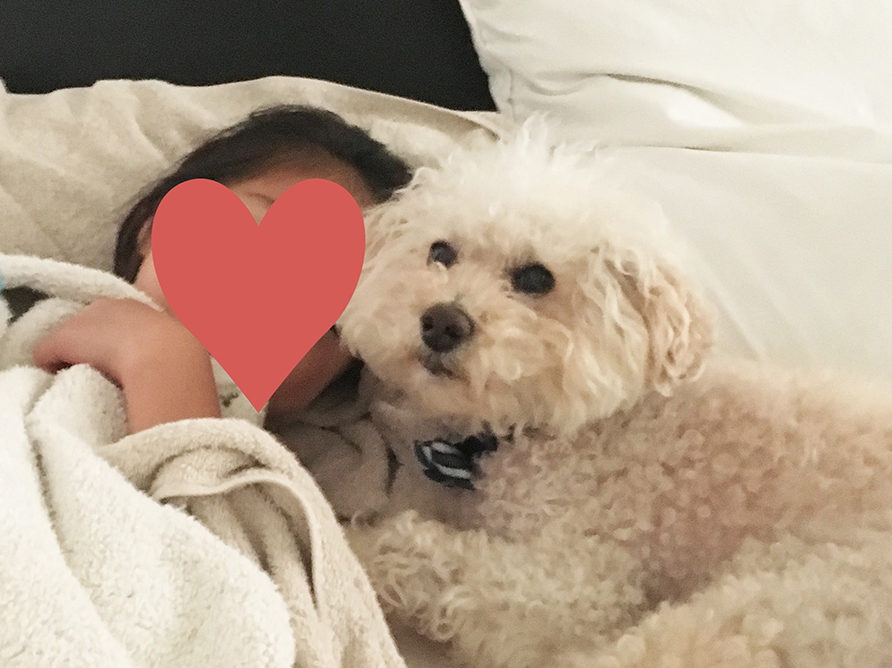 愛犬と一緒に寝る