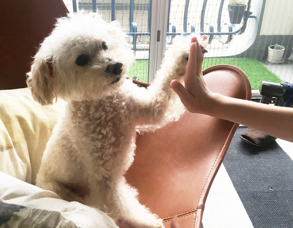 老犬はなぜ怒りっぽくなるの？飼い主はどう対応するべきか？